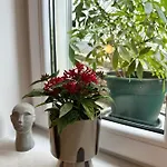 Olive View - Pet Friendly Διαμέρισμα Brela