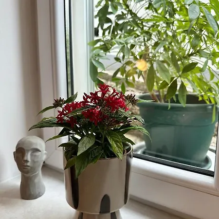 Olive View - Pet Friendly شقة بريلا