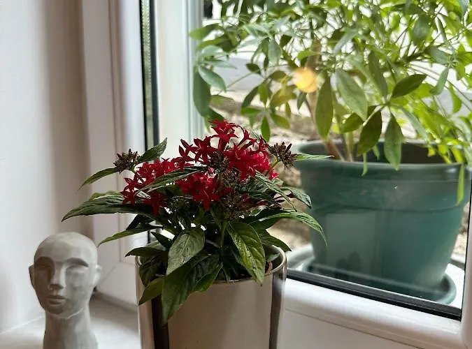 Olive View - Pet Friendly Appartement Brela